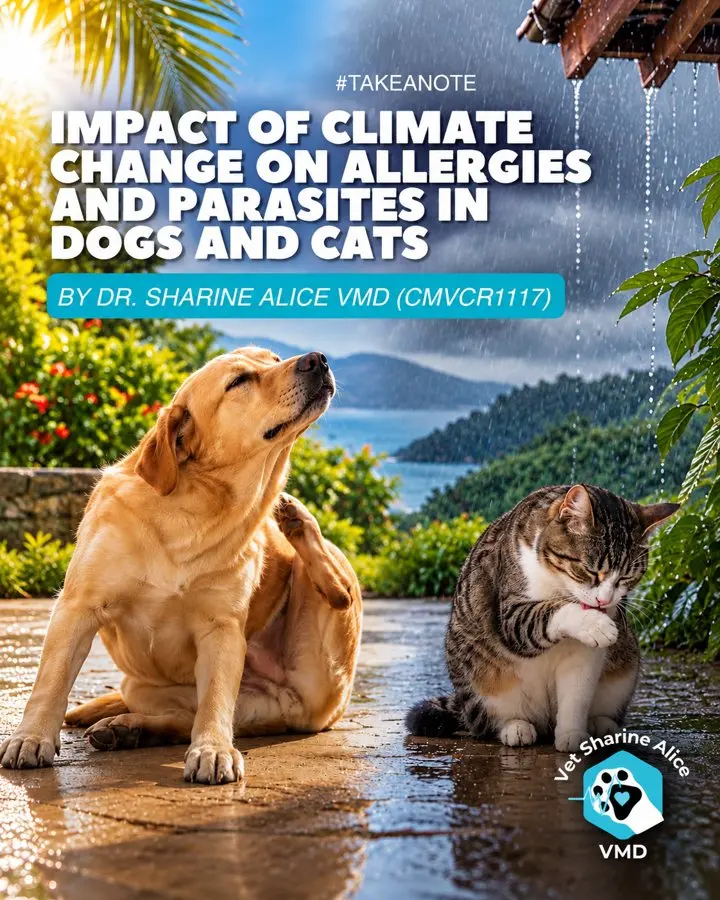 Warmer Costa Rica Means More Fleas, Ticks and Itchy Pets — What Owners Should Know