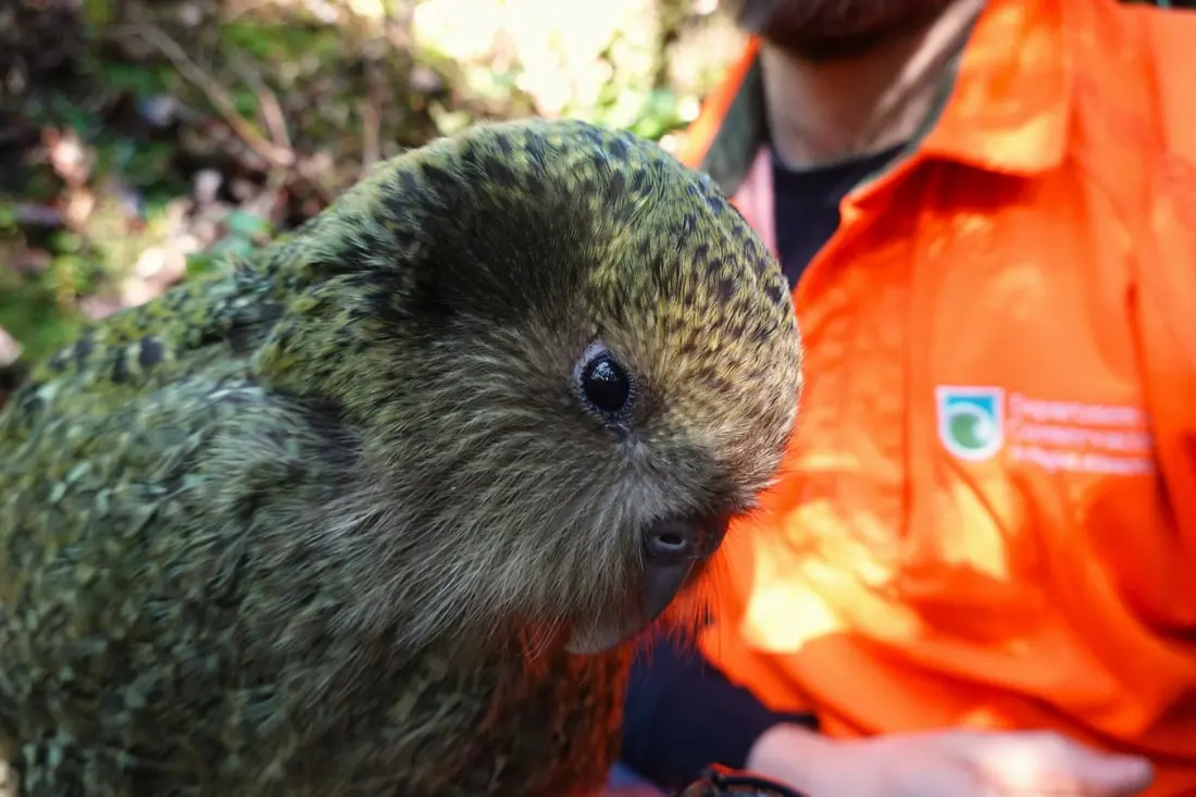 New Zealand's kakapo hits 325 birds — its highest count in roughly 75 years