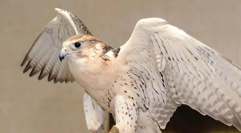 Abu Dhabi Falcon Hospital: hold a national icon and see real avian surgery