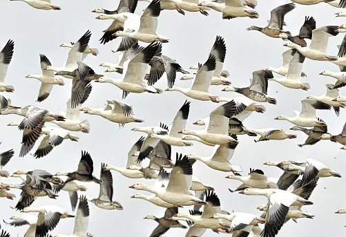 Nearly half of migratory bird species are in decline — what that means for wildlife travellers