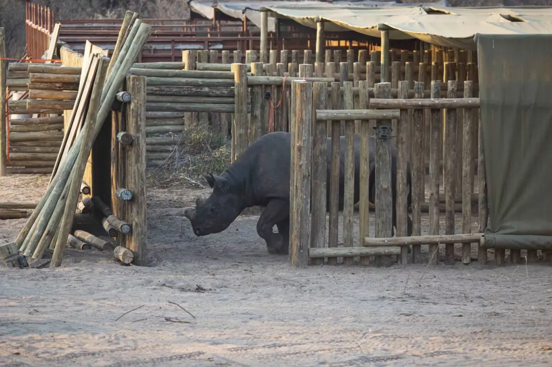 Twenty black rhinos make a 36-hour road trip to Botswana — and double the country's population
