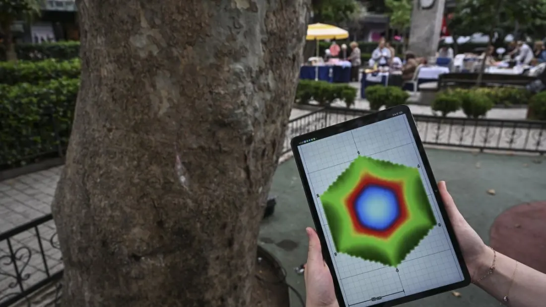 Istanbul listens to its 150-year-old plane trees to find hidden rot before they fall