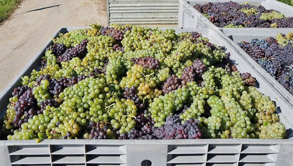 Palhete: Portugal's ancient chillable red that defies every wine category
