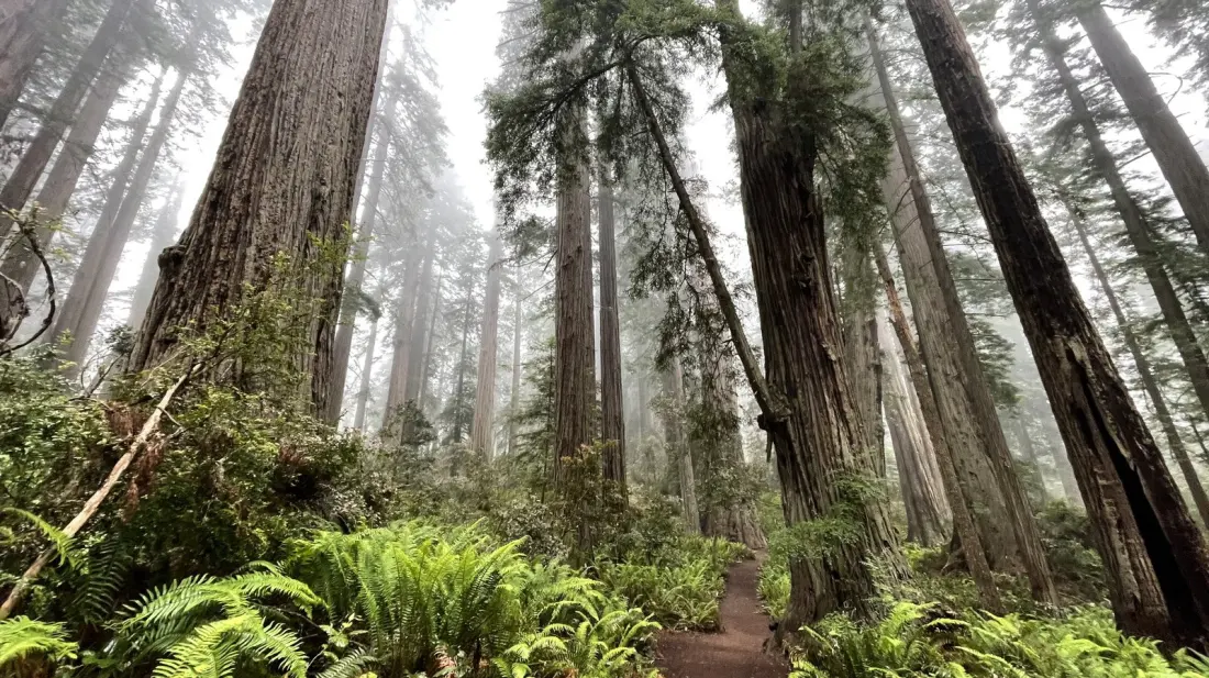 Lady Bird Johnson Grove: The Fog-Wrapped Redwood Loop That Feels Like Another World