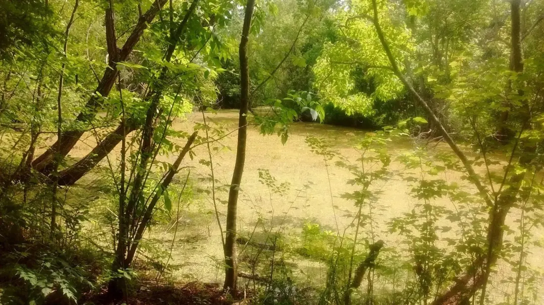 St. Bernard State Park: Louisiana Swamp Country Just 40 Minutes From New Orleans