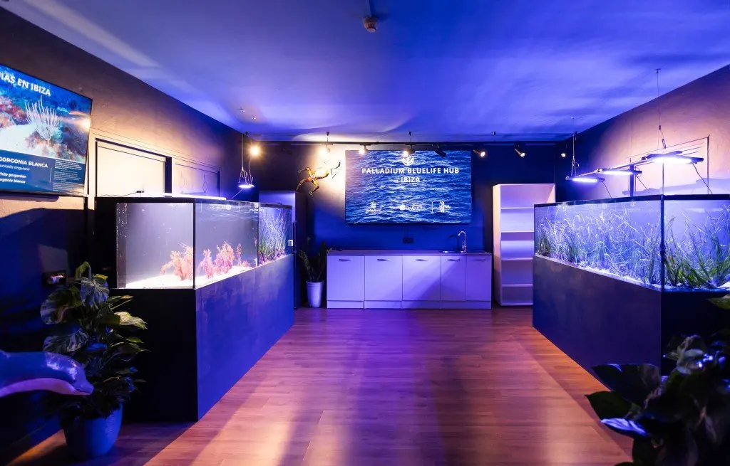 Palladium Opens a Seagrass Nursery at Its Ibiza Resort — and Guests Can Dive In