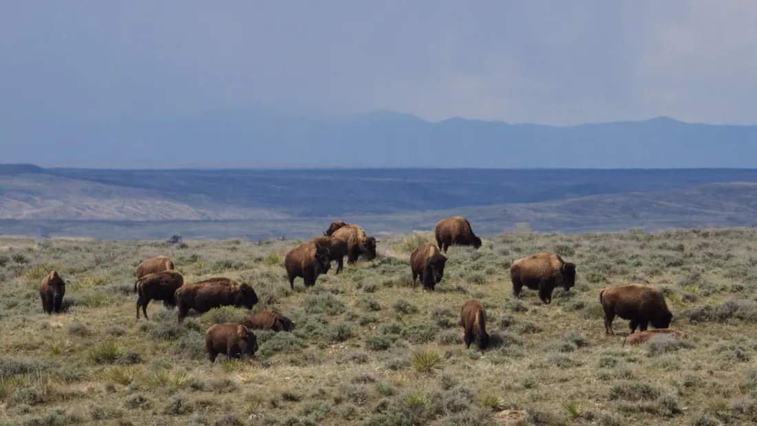 Court Win Keeps Nearly 1,000 Bison on Montana's Prairie — Good News for Travellers to American Prairie