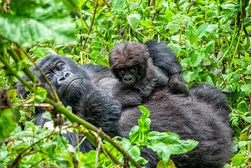 Orphaned gorilla Lulingu gives birth in the wild after Congo rewilding triumph