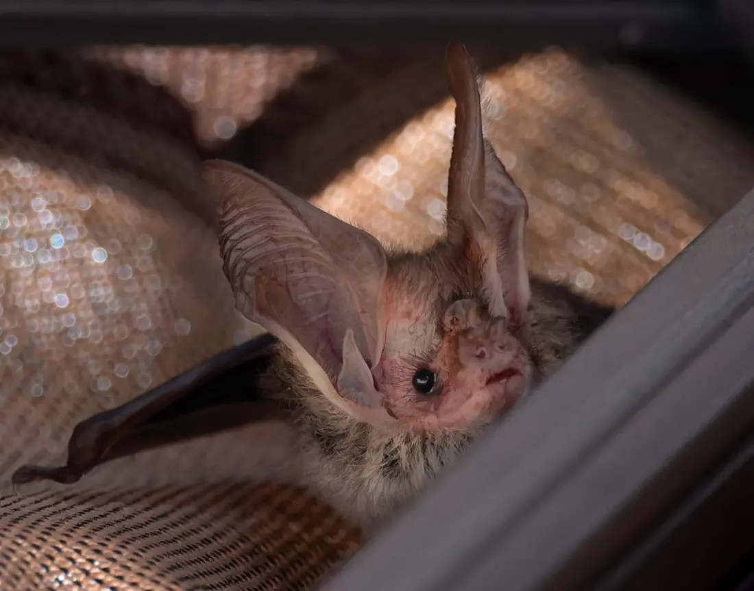 Possums in the roof, wombats under the floor: Australia's wildlife is moving in