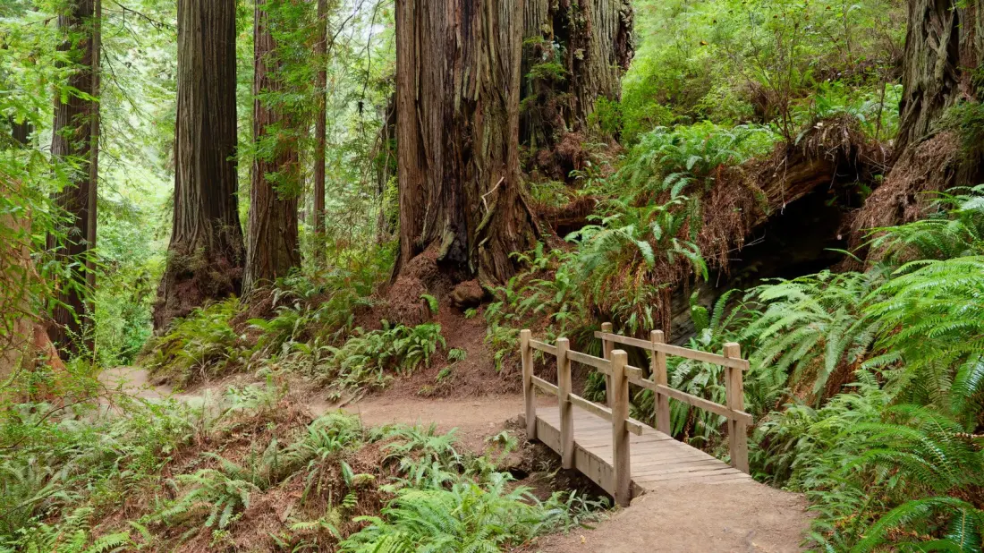 Park Ranger Tips for Visiting Redwood National and State Parks the Right Way