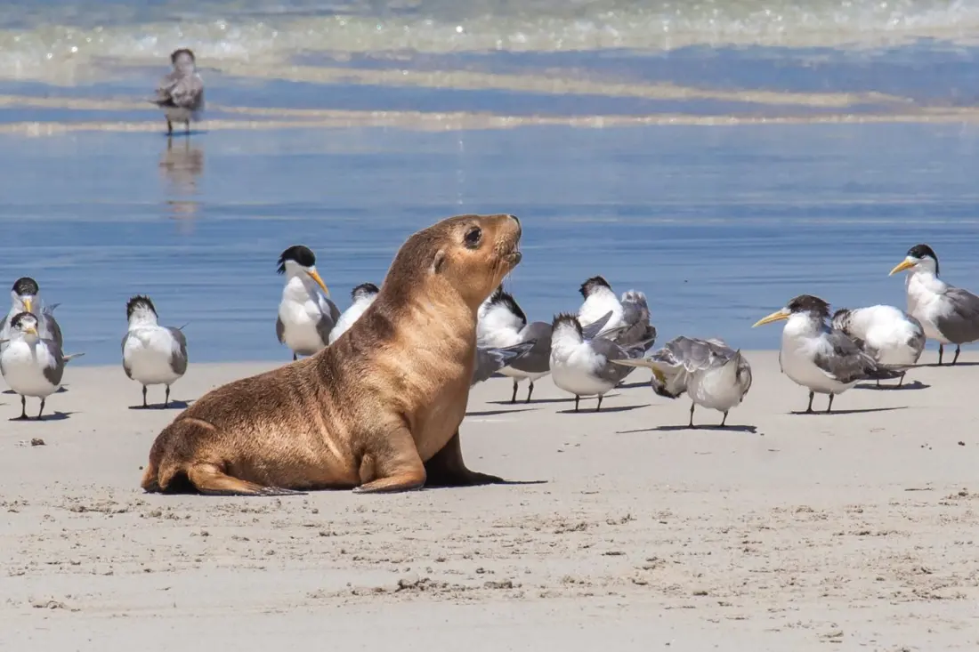 Kangaroo Island's rare sea lions face a new threat as H5N1 bird flu reaches Australian mammals