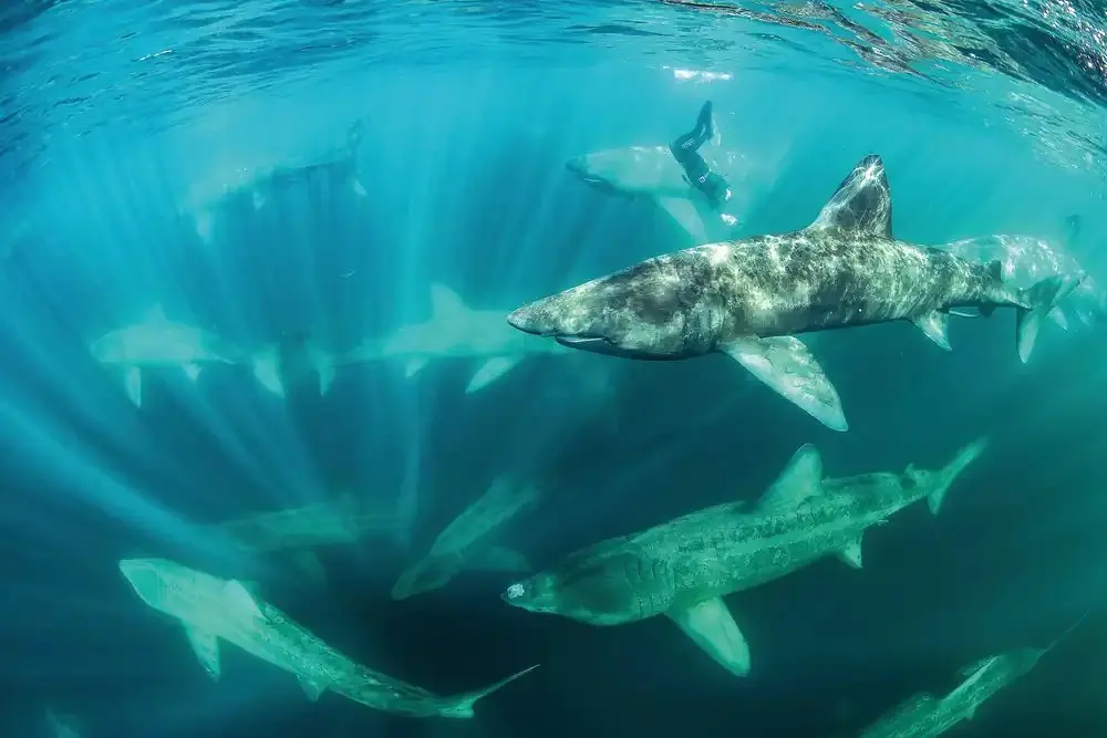 Basking sharks are back off County Clare — and they're breaching