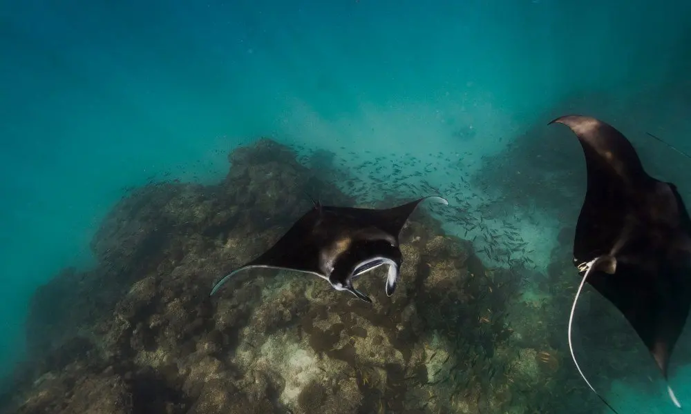 Swim with up to 30 manta rays on a half-day trip from Ellaidhoo Maldives