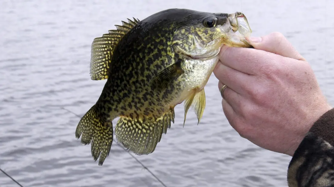 Iowa's Spring Lake Has No Fishing Limits Until October 2026 — Here's Why