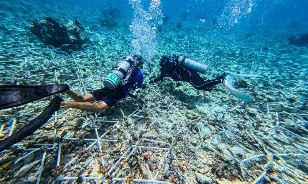 The Westin Maldives plants 100 Reef Stars in its house reef — and guests can snorkel right over them