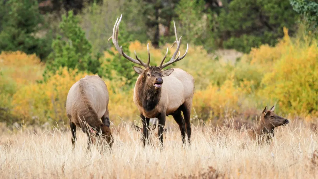 Six Fall Hikes Where the Landscape Does the Talking: Elk, Cranes, Geysers and More