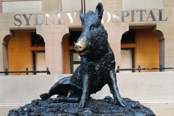 Sydney's Bronze Boar Has Been Quietly Raising Money for a Hospital Since 1968