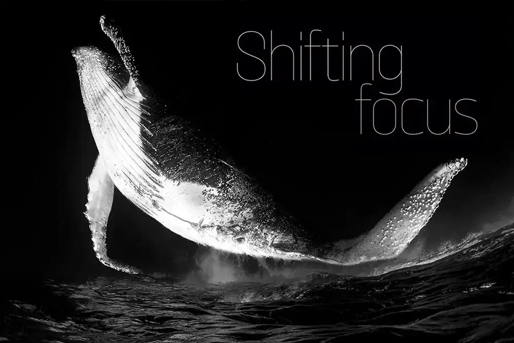 From Google to Galápagos: how Fabi Fregonesi turned a fear of fish into award-winning underwater photography
