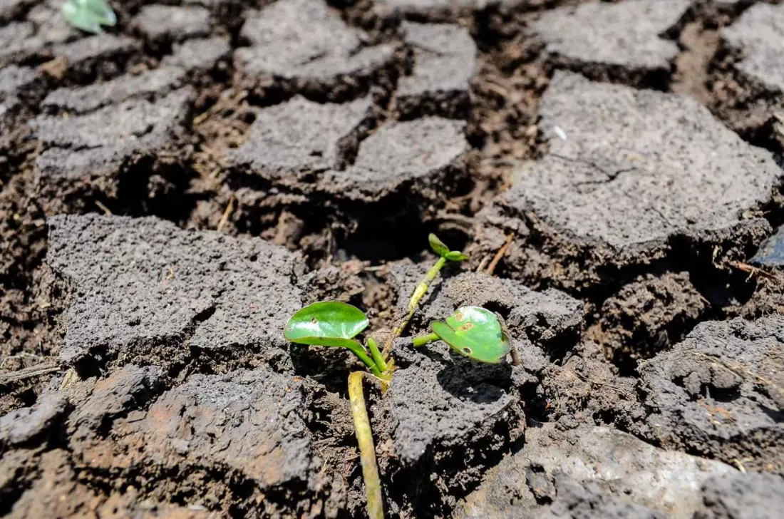 El Niño Has Left Costa Rica's Guanacaste Bone Dry — What Travellers Should Know
