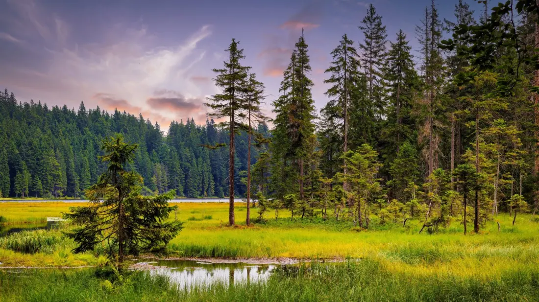 Bavarian Forest National Park: Germany's Wild Corner on the Czech Border