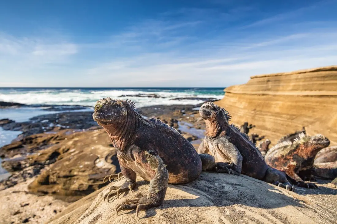 Why a small-ship Galapagos cruise beats any theme park at sea