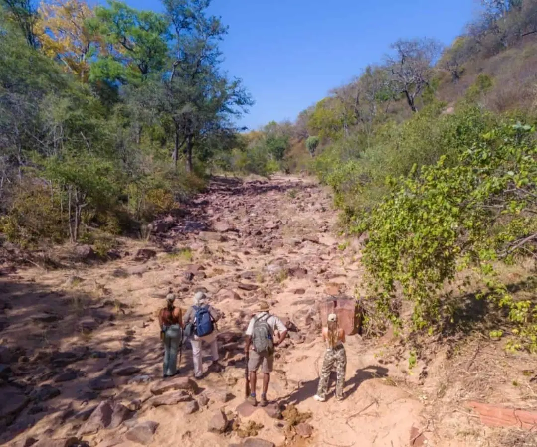 Zimbabwe's walking safaris: the trails were never built, they were walked