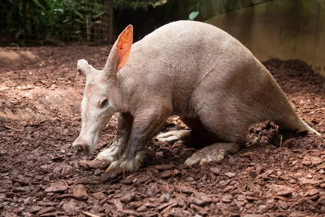 Aardvarks, aardwolves and bat-eared foxes: Southern Africa's strangest animals and where to see them