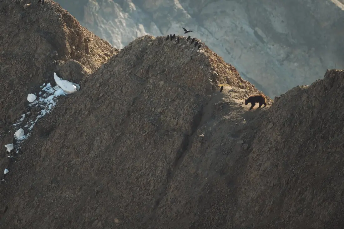 A Close Call With a Grizzly Near Marias Pass: What Glacier Hikers Need to Know