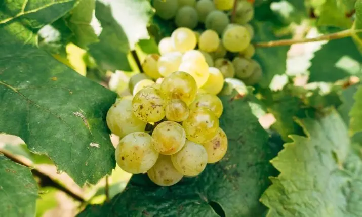 Grapevine Yellows Disease Is Hitting Croatian Vineyards Hard — What Wine Travellers Should Know