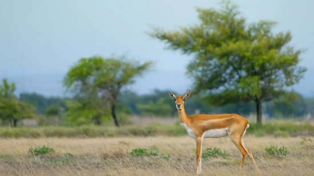 150 wildlife photos and field gear from a tiger reserve: free weekend exhibition on Vizag's Beach Road