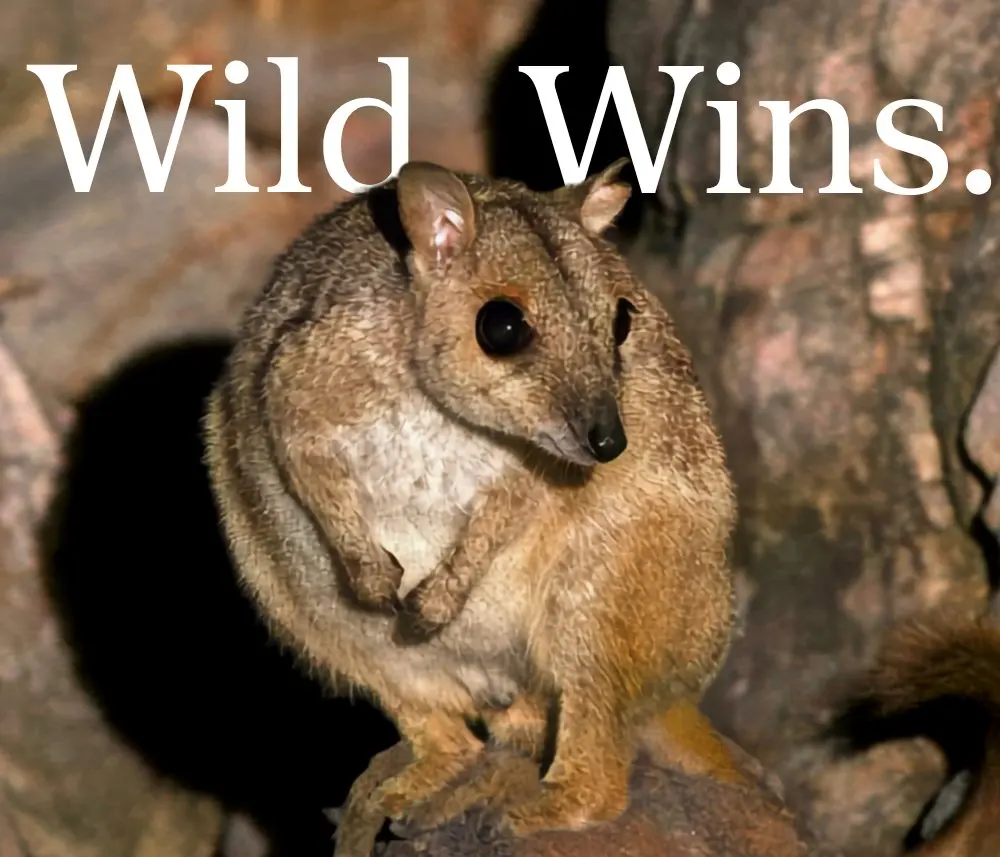 Nabarlek wallabies rediscovered after 50 years — plus four more Australian conservation wins