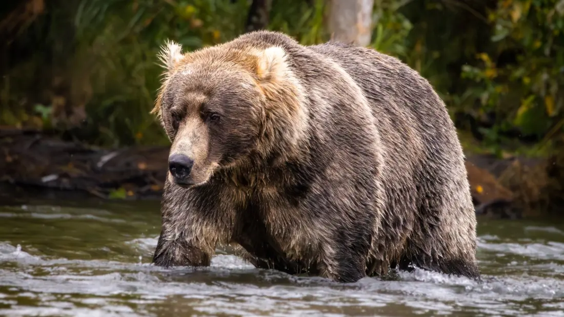 Fat Bear Week 2026: How to Watch (or Join) Alaska's Best-Loved Bear Bracket