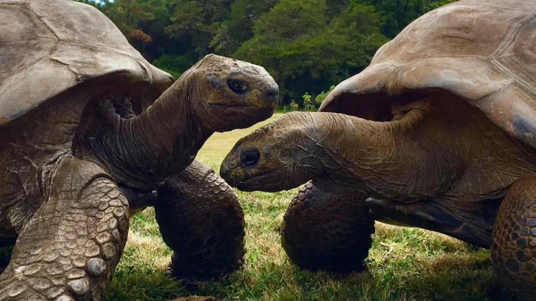 Jonathan the 194-Year-Old Tortoise Is Still Holding Court on St Helena