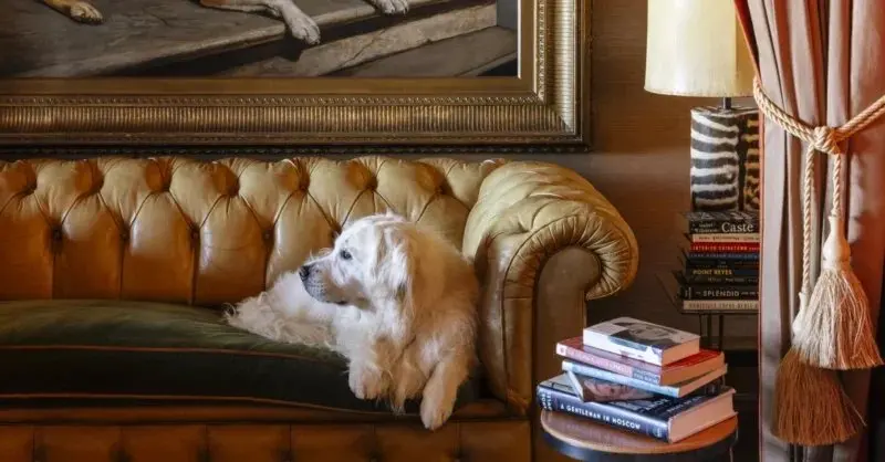 Luxury Homes Are Getting Dog Rooms, Cat Climbing Walls and Pet Spas