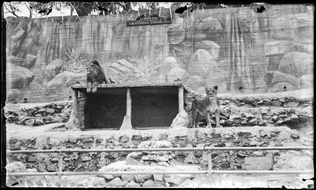 Hobart's ghost zoo: the sad story of Beaumaris, home of the last Tasmanian tiger