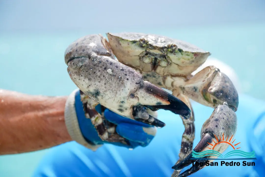 Belize's Stone Crab Season Is Open — Here's What Fishers and Visitors Need to Know