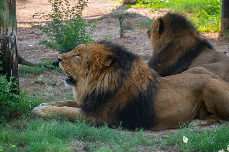 Dubai Safari Park reopens for season eight with a new kids' base camp