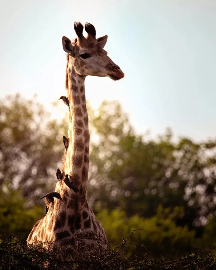 Six South African road trips where the wildlife shows up without a safari