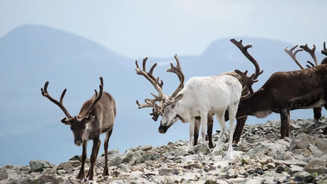 Rondane's Wild Reindeer Are Being Fenced In By Our Footpaths