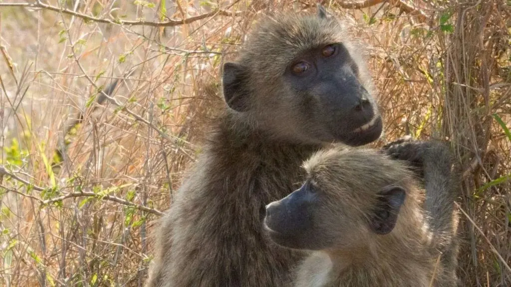 Cape Town's baboon debate: why a fence could keep two wild troops free