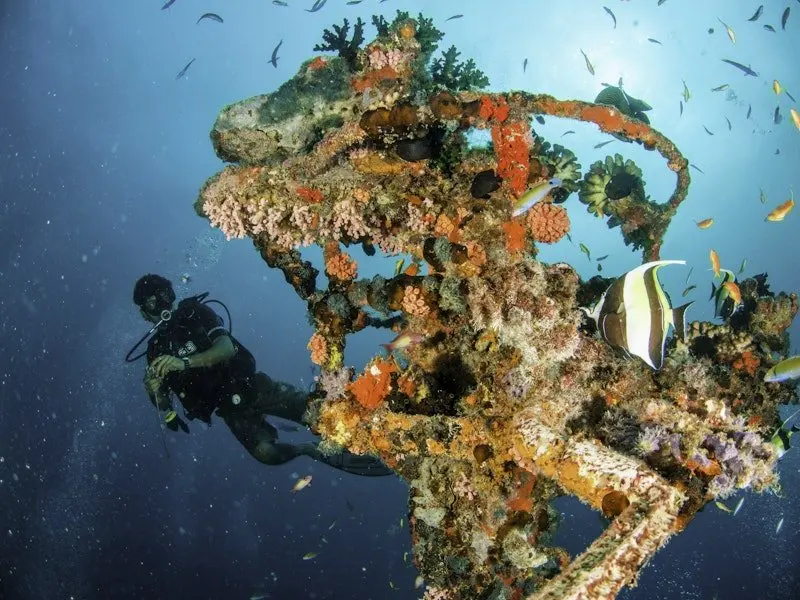 Maldives dispatch: Nikon divers at South Ari, new leopard sharks ID'd, and turtle hatchlings head for the sea