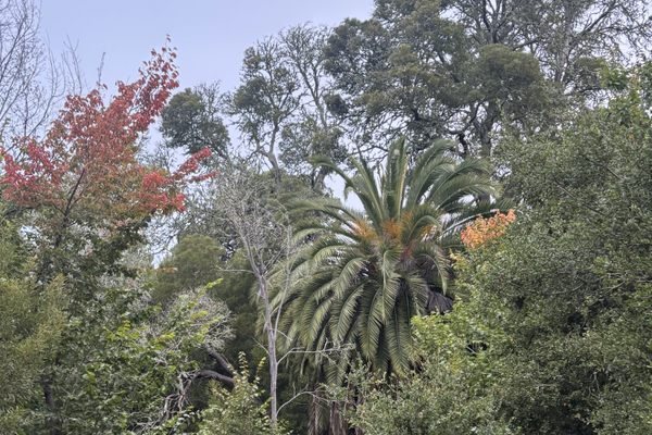 Ruins of a Century-Old Sanitarium Hide in Wildcat Canyon Regional Park