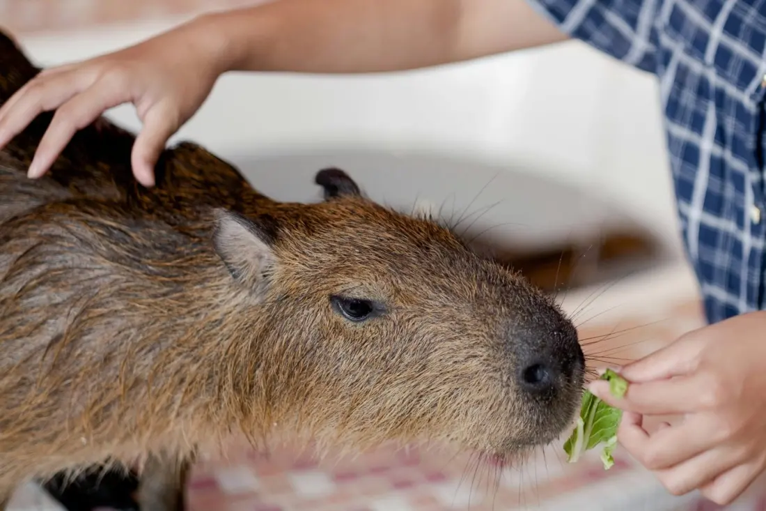 Japan's animal cafés face their first nationwide government survey