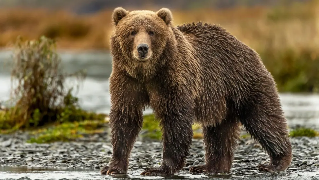 Sleep Among the World's Biggest Bears at an Alutiiq-Owned Lodge on Kodiak Island