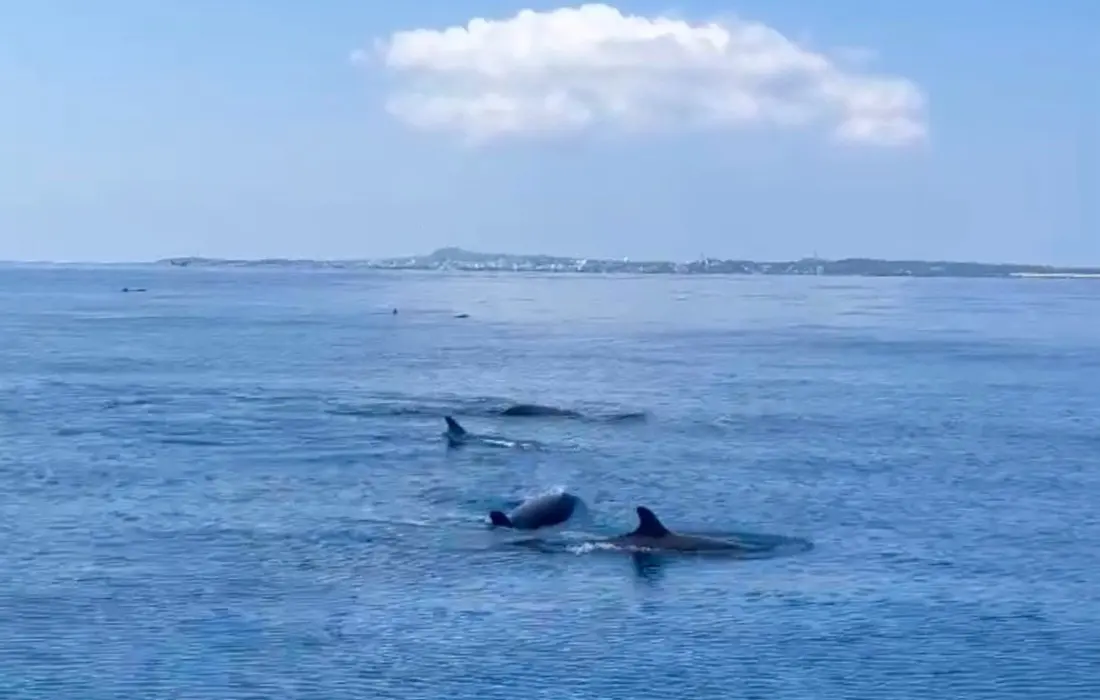 A Pod of 1,000+ Dolphins Turns the Sea Off Phu Quy Island Into a Spectacle