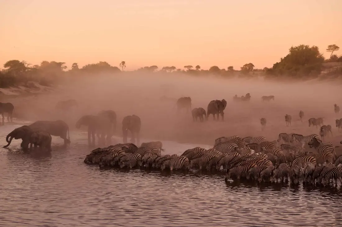 Sleeping on a salt pan, waking up to a zebra migration: Botswana's quieter safari combo