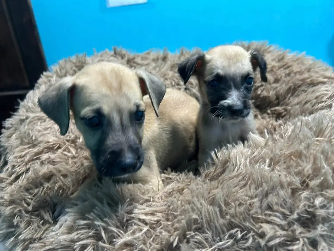 San Pedro's SAGA Humane Society needs foster homes as shelter fills up