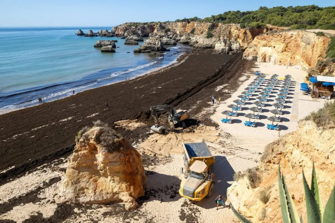 Portugal's five-year plan to fight the invasive seaweed smothering its beaches