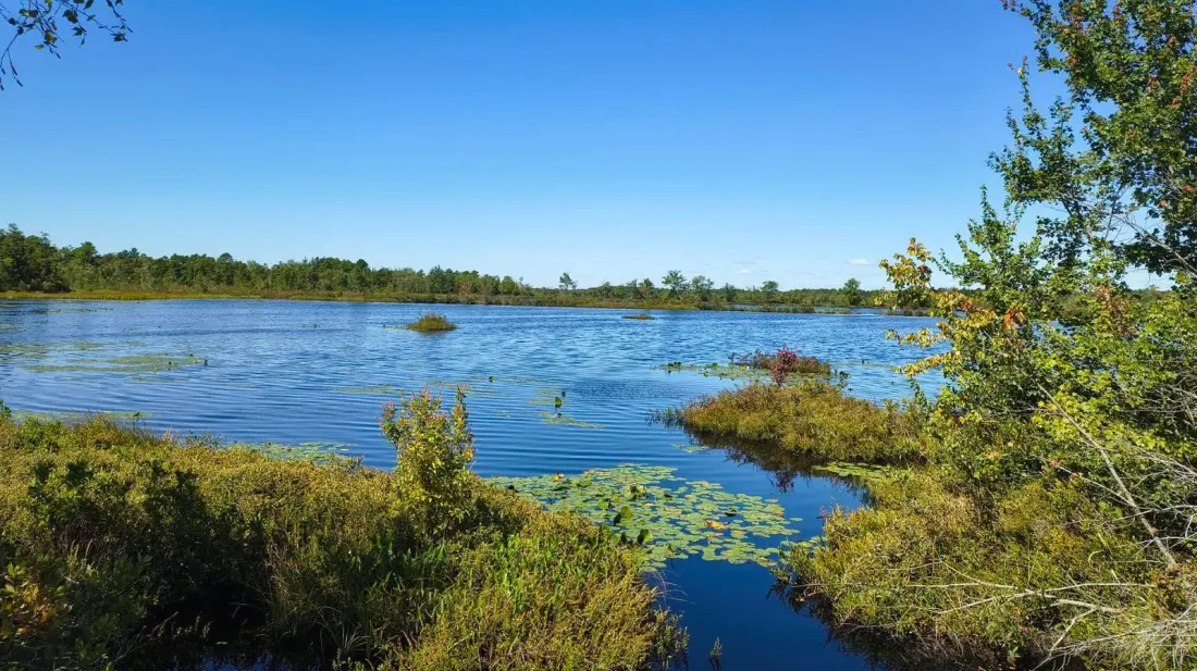 Brendan T. Byrne State Forest: 38,000 Acres of Pine Barrens Between Philadelphia and the Jersey Shore