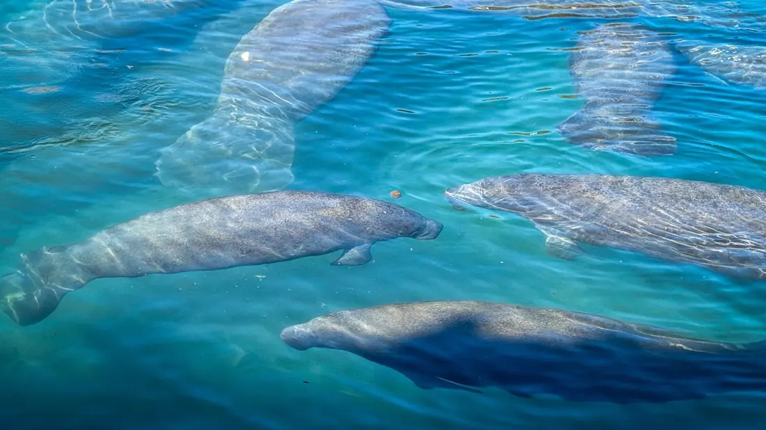 Tampa's Free Manatee Spot: Why Hundreds of Sea Cows Gather at a Power Plant in Apollo Beach